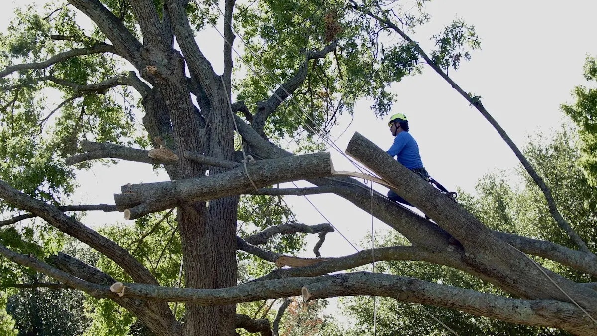 Professional Crown Thinning performed by certified arborists in Elmira