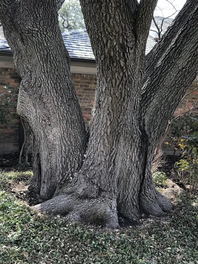 Mature heritage tree close to a Elmira property cared for by certified arborists